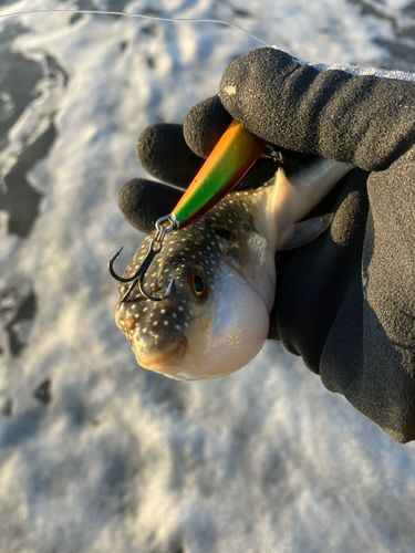 フグの釣果