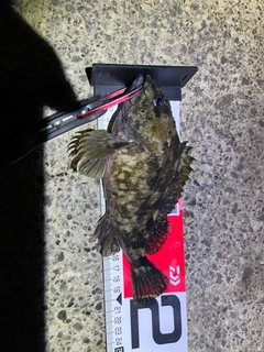 カサゴの釣果
