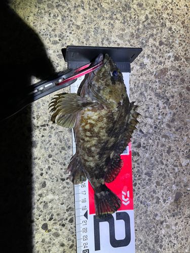カサゴの釣果