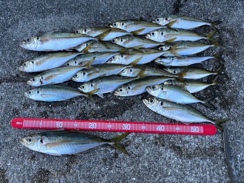 アジの釣果