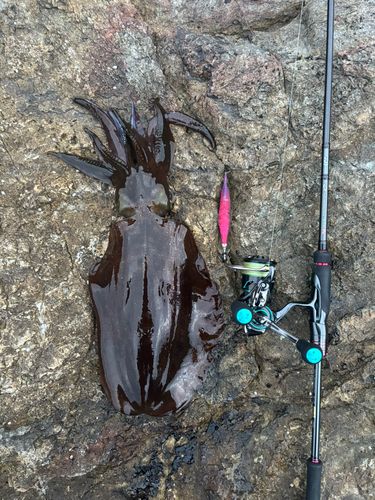 アオリイカの釣果