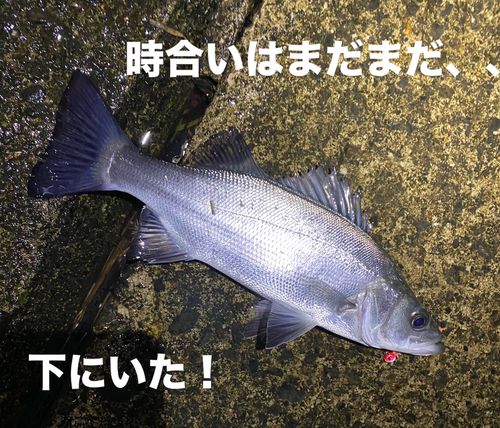 セイゴ（ヒラスズキ）