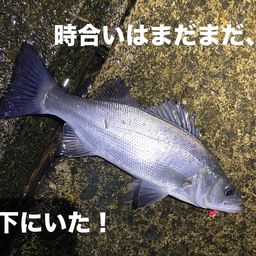 セイゴ（ヒラスズキ）