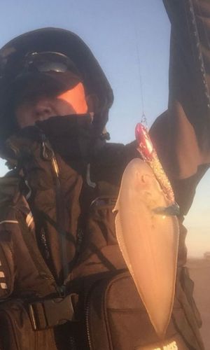 シタビラメの釣果