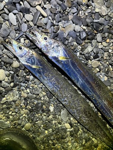 タチウオの釣果