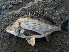 クロダイの釣果
