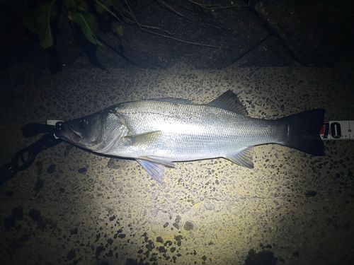ヒラスズキの釣果