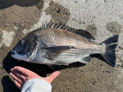 クロダイの釣果