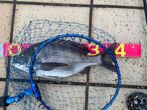 クロダイの釣果