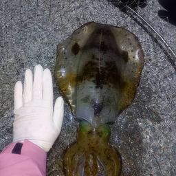 アオリイカ