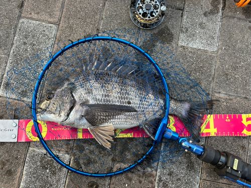 クロダイの釣果