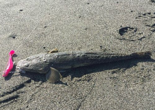 マゴチの釣果