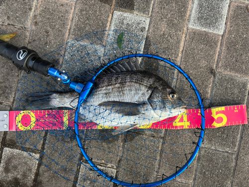 クロダイの釣果