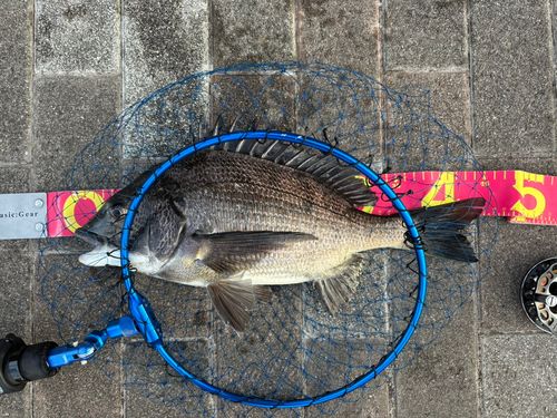 クロダイの釣果