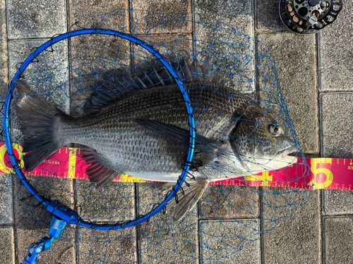 クロダイの釣果