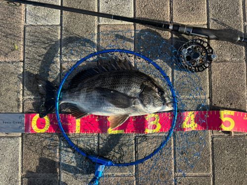 クロダイの釣果