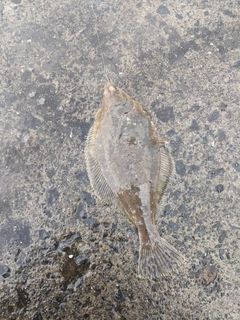 マガレイの釣果