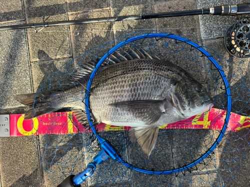 クロダイの釣果