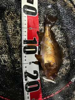アカメバルの釣果