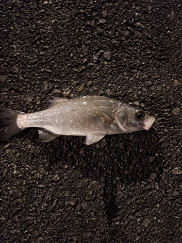 セイゴ（ヒラスズキ）の釣果
