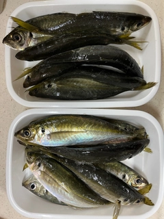 アジの釣果
