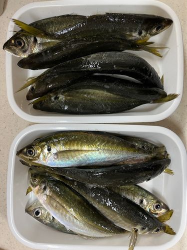 アジの釣果