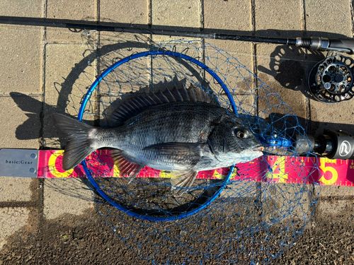 クロダイの釣果