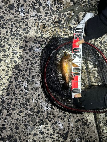 アカメバルの釣果