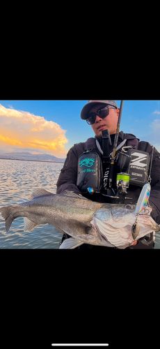 タイリクスズキの釣果
