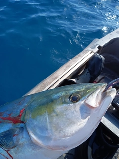 ワラサの釣果