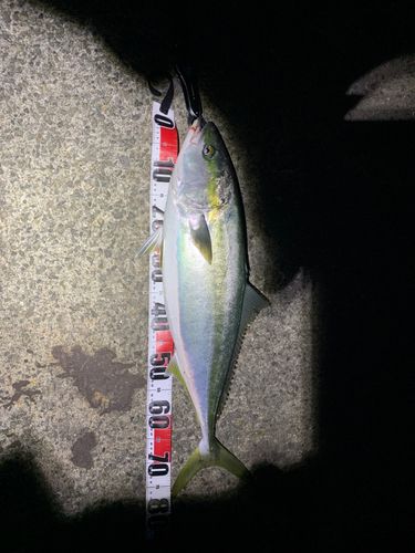 ブリの釣果