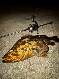 ベッコウゾイの釣果