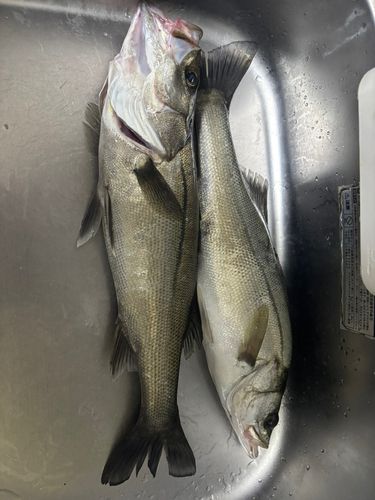 ヒラスズキの釣果