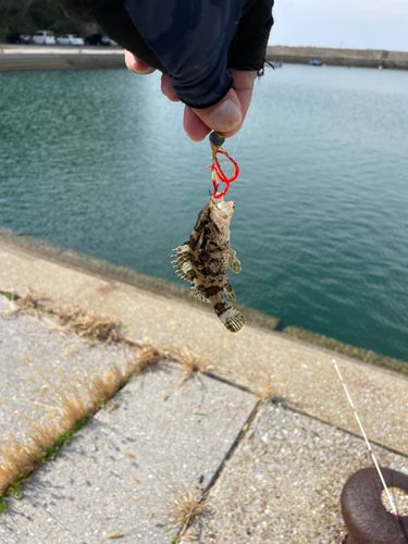 タケノコメバルの釣果