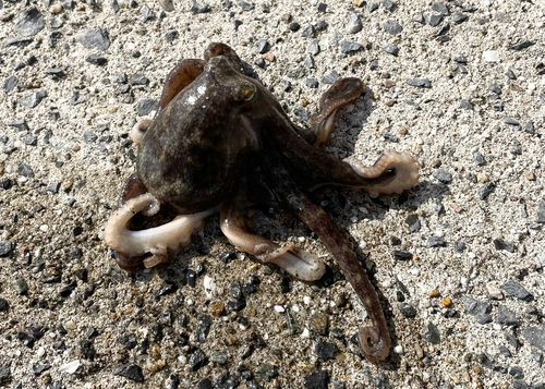 イイダコの釣果