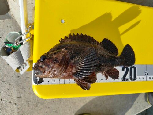 ムラソイの釣果