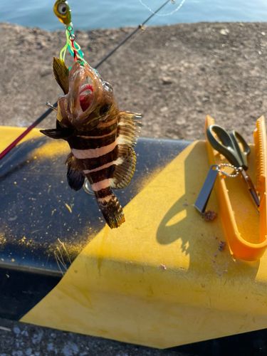 アオハタの釣果