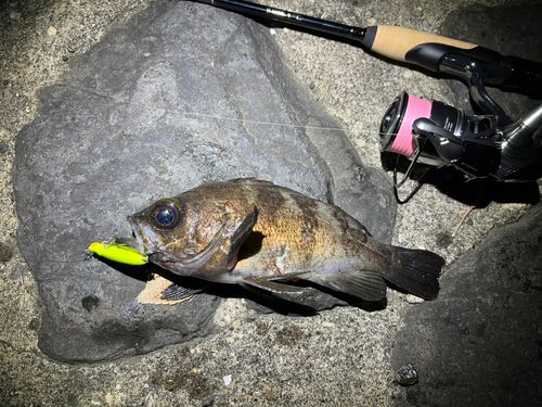メバルの釣果