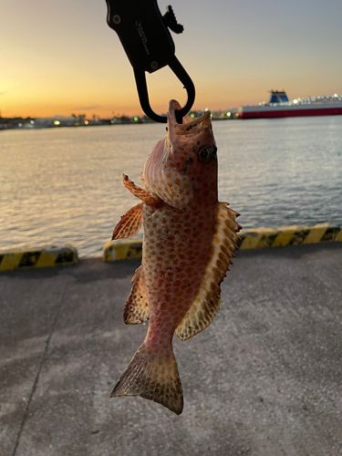 オオモンハタの釣果