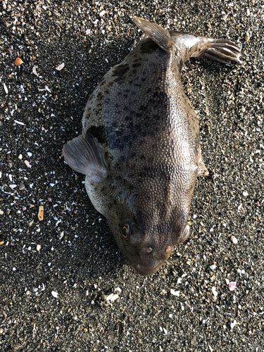 フグの釣果