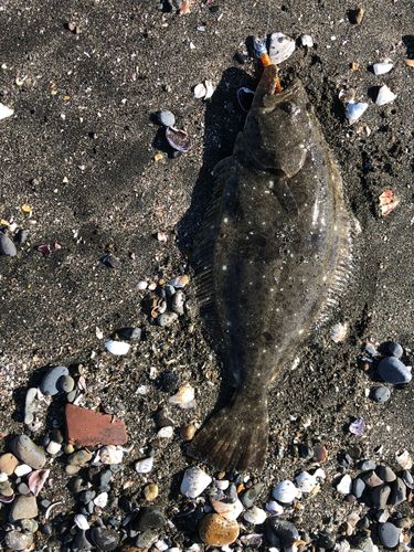 ヒラメの釣果