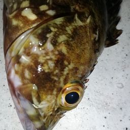 カサゴ