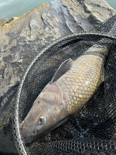 ニゴイの釣果