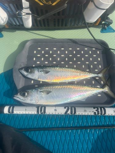 サバの釣果