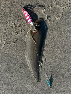 シタビラメの釣果