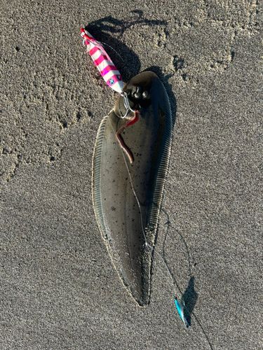 シタビラメの釣果