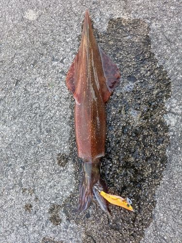 ヤリイカの釣果