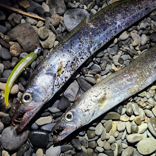 タチウオの釣果