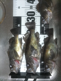 メバルの釣果