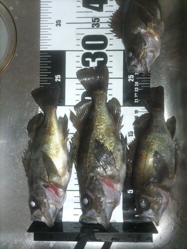 メバルの釣果